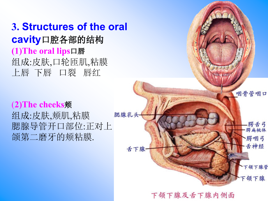 口腔鼻咽喉解剖课件_第4页