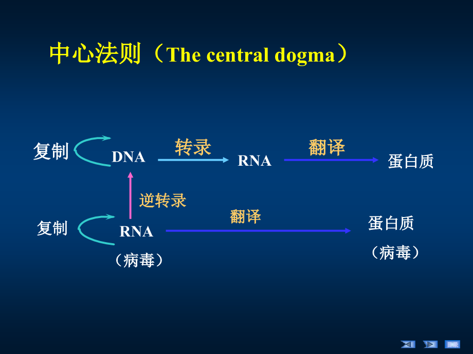 第12章DNA的生物合成（HDN）课件_第2页