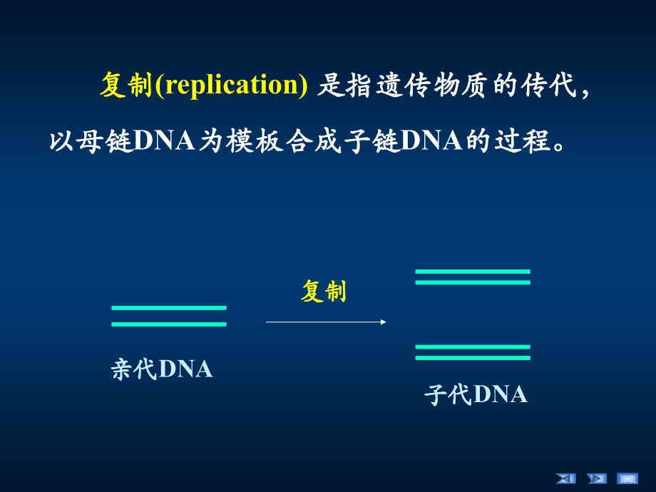 第12章DNA的生物合成（HDN）课件_第4页