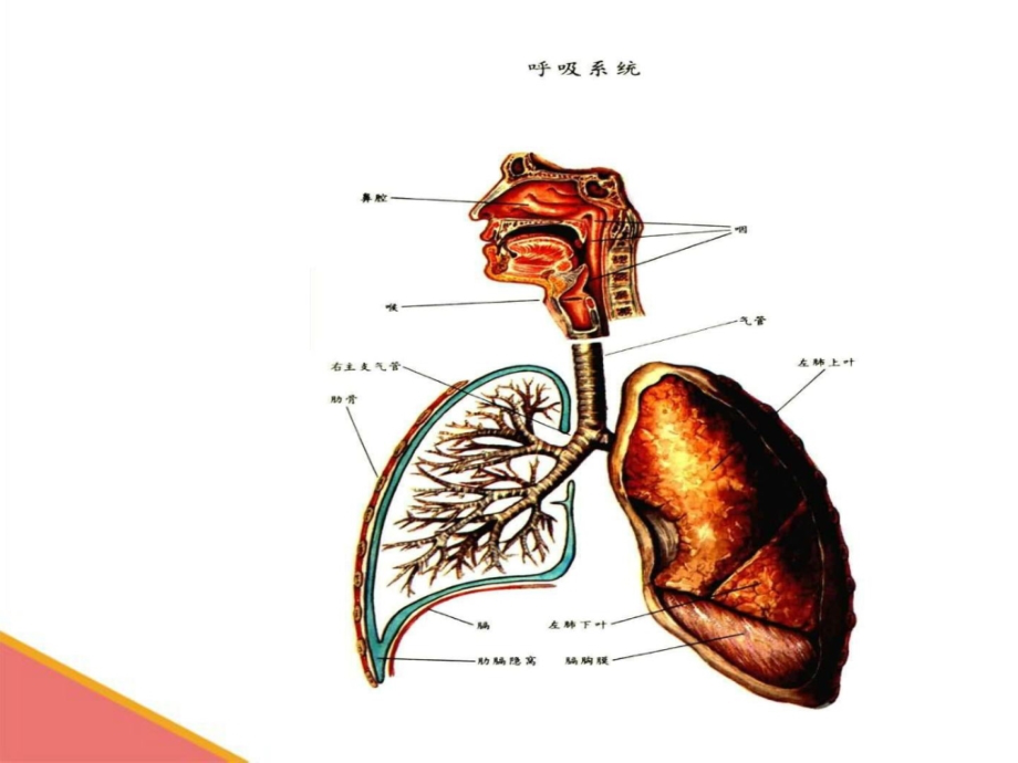 内科-呼吸衰竭ppt课件图文_第2页