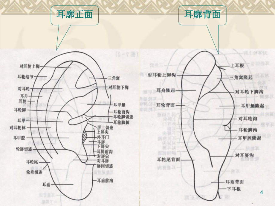 耳穴讲课PPT课件_第4页