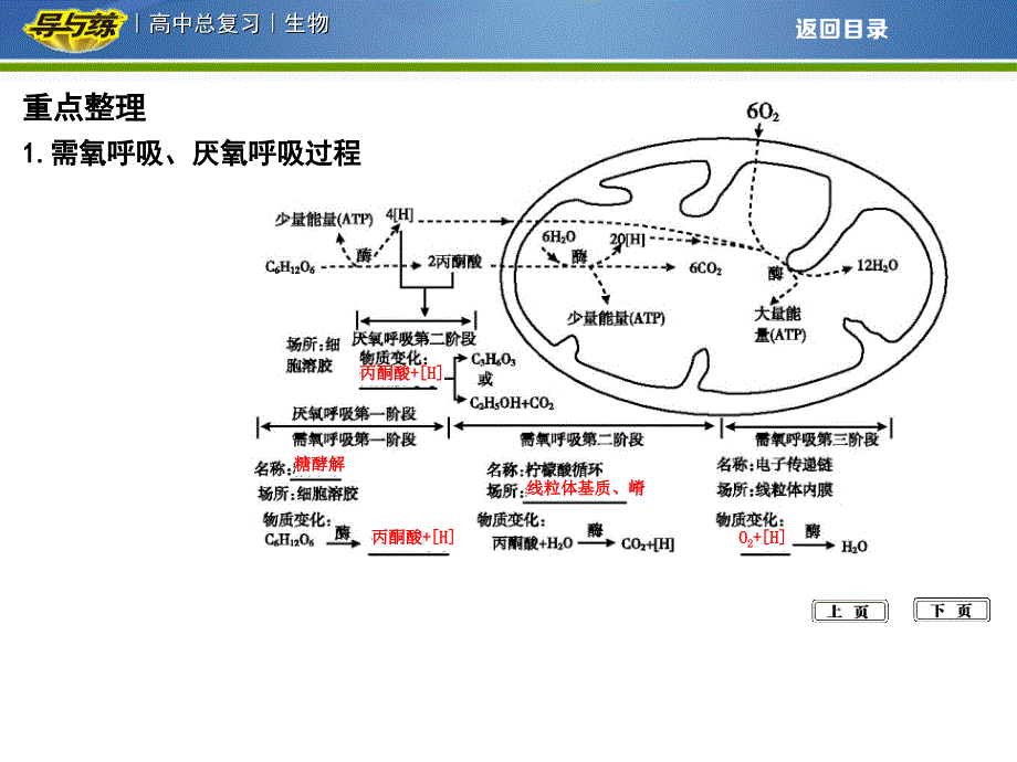 专题5细胞呼吸课件_第4页