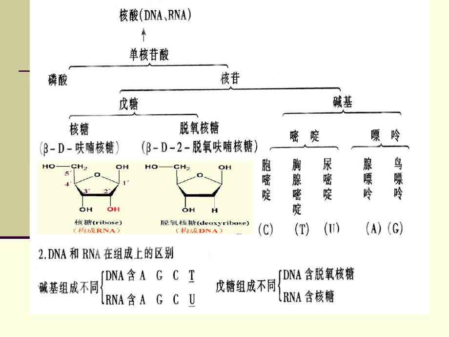 分子生物学-遗传物质的分子结构和性质课件_第4页