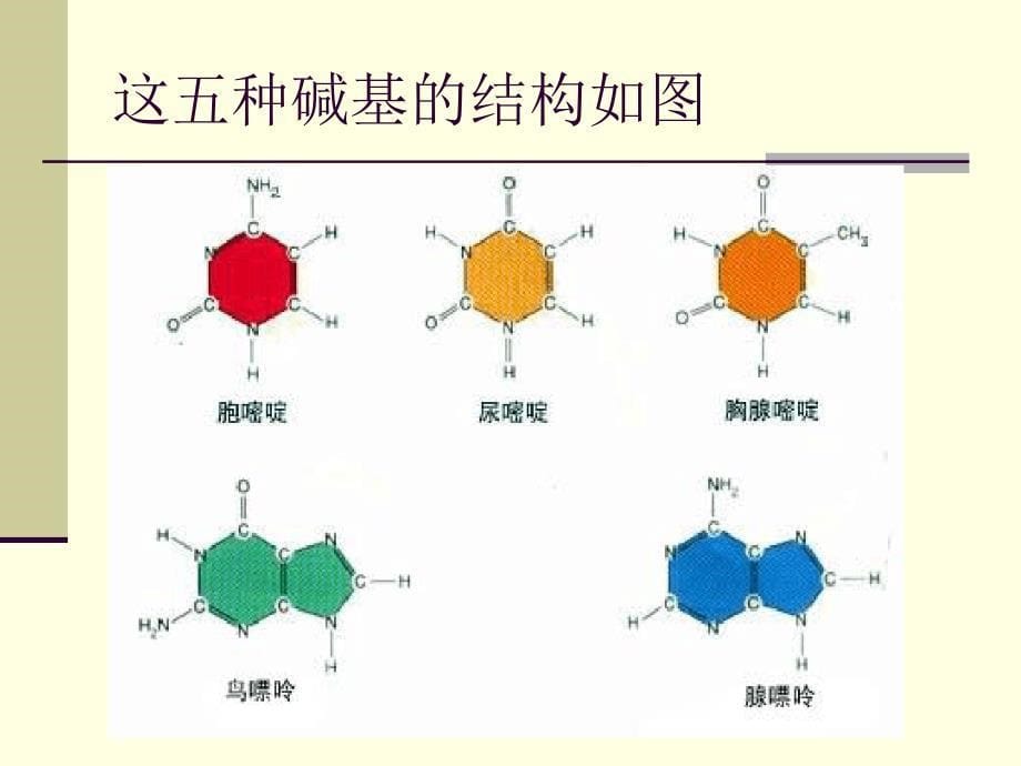 分子生物学-遗传物质的分子结构和性质课件_第5页