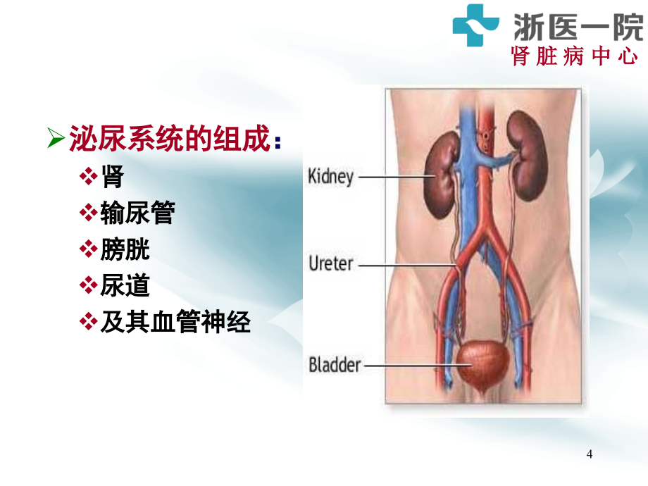 内科学第六讲泌尿系统疾病课件_第4页