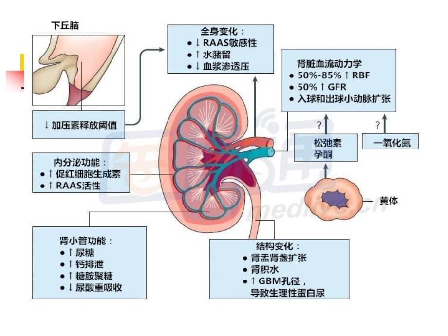 妊娠相关性肾脏疾病PPT课件_第5页