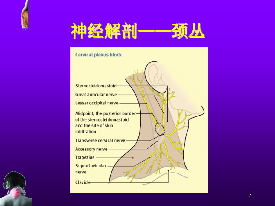 颈项疼痛之源PPT课件_第4页