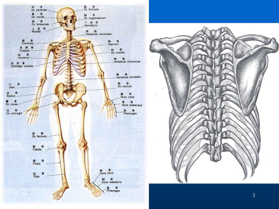 上肢骨、下肢骨及其连结PPT课件_第3页