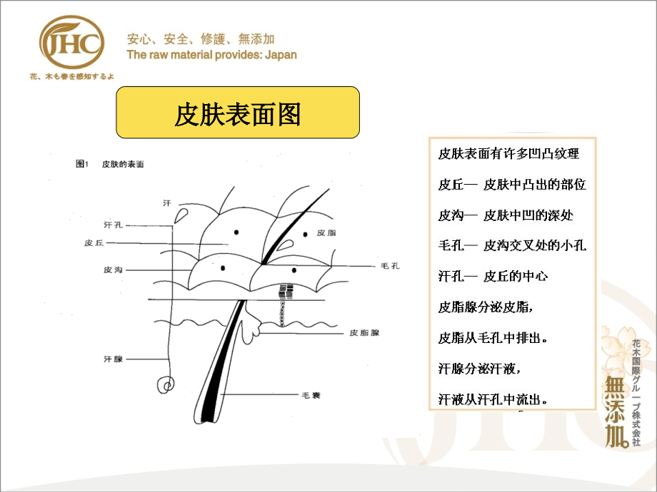 《JHC皮肤生理学》PPT课件_第4页