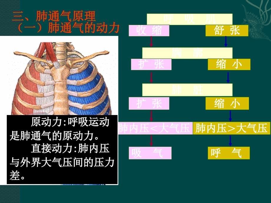 人体及动物生理学第十章呼吸课件_第5页