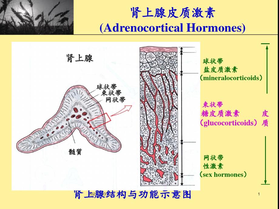 08肾上腺皮质激素(复习)PPT课件_第1页