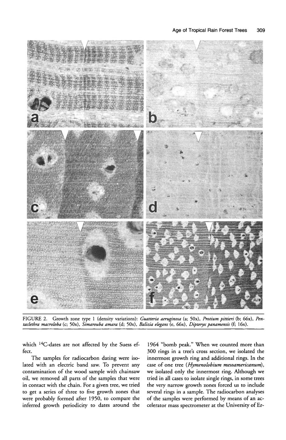 age and longterm growth of trees in an oldgrowth tropical rain forest, based on analyses of tree rings and 14c1_第4页