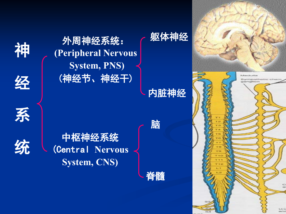 理学第十神经系统神经系统突触传递PPT课件_第2页
