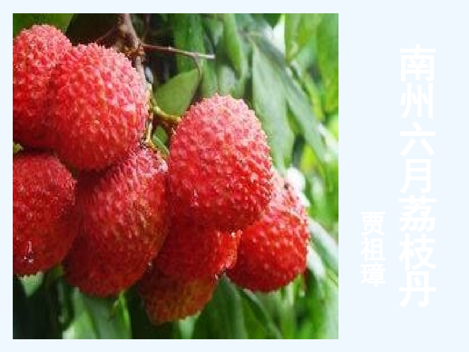 高中语文《贾祖璋南州六月荔枝丹》最新公开课教学ppt课件_第1页