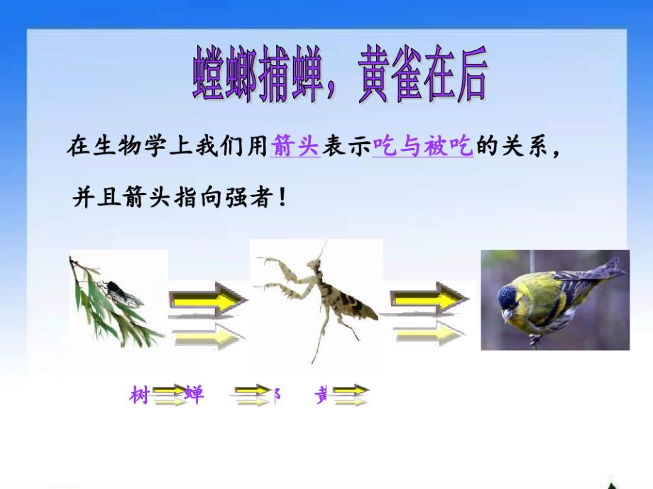 七年级生物食物链PPT课件_第3页