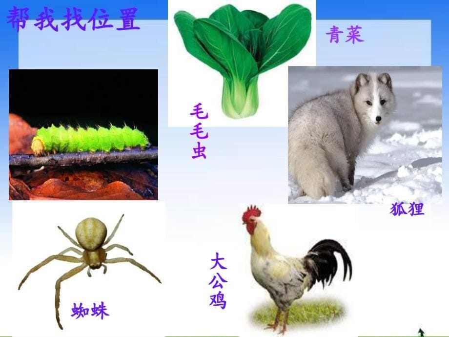 七年级生物食物链PPT课件_第5页