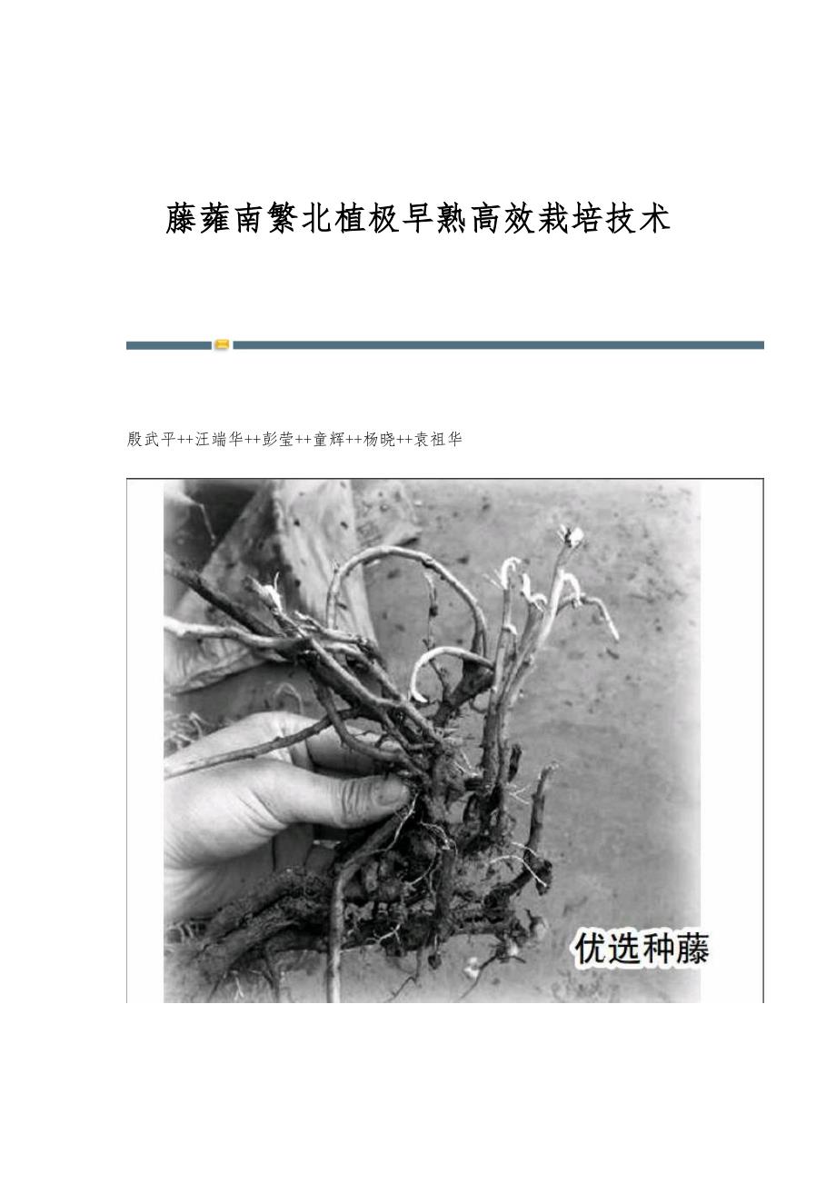 藤蕹南繁北植极早熟高效栽培技术_第1页
