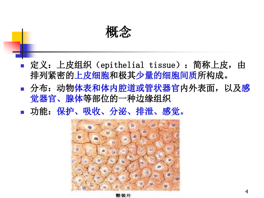 上皮组织精品课件_第4页