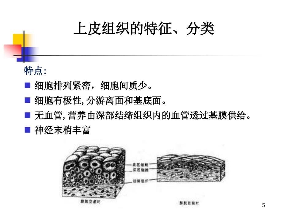 上皮组织精品课件_第5页