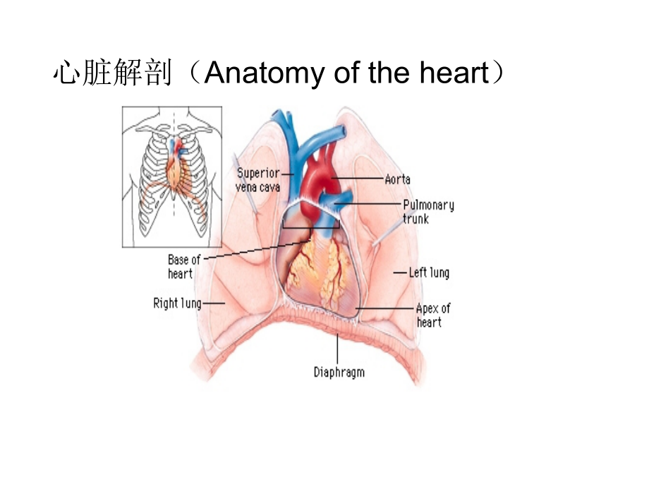 循环系统查体课件_第3页