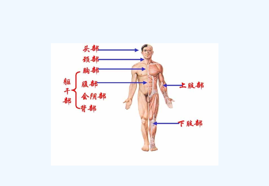 概述及骨骼课件_第3页