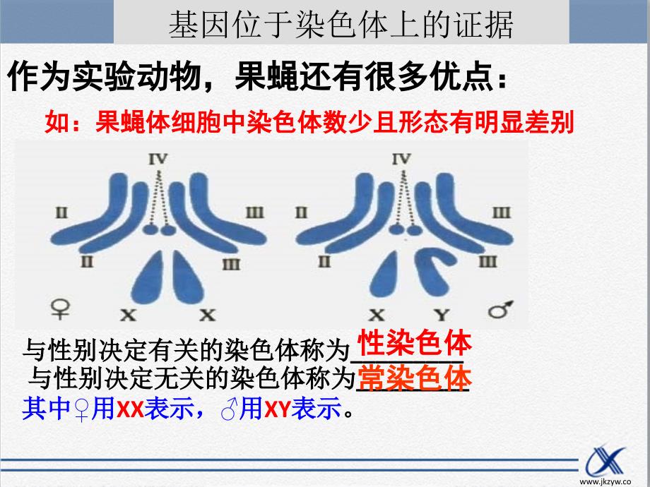 知识点-基因位于染色体上的实验证据课件_第3页