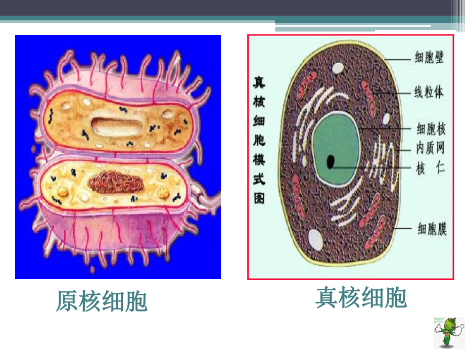 《食品微生物检验技术》教学课件—细菌的形态 (1)_第3页