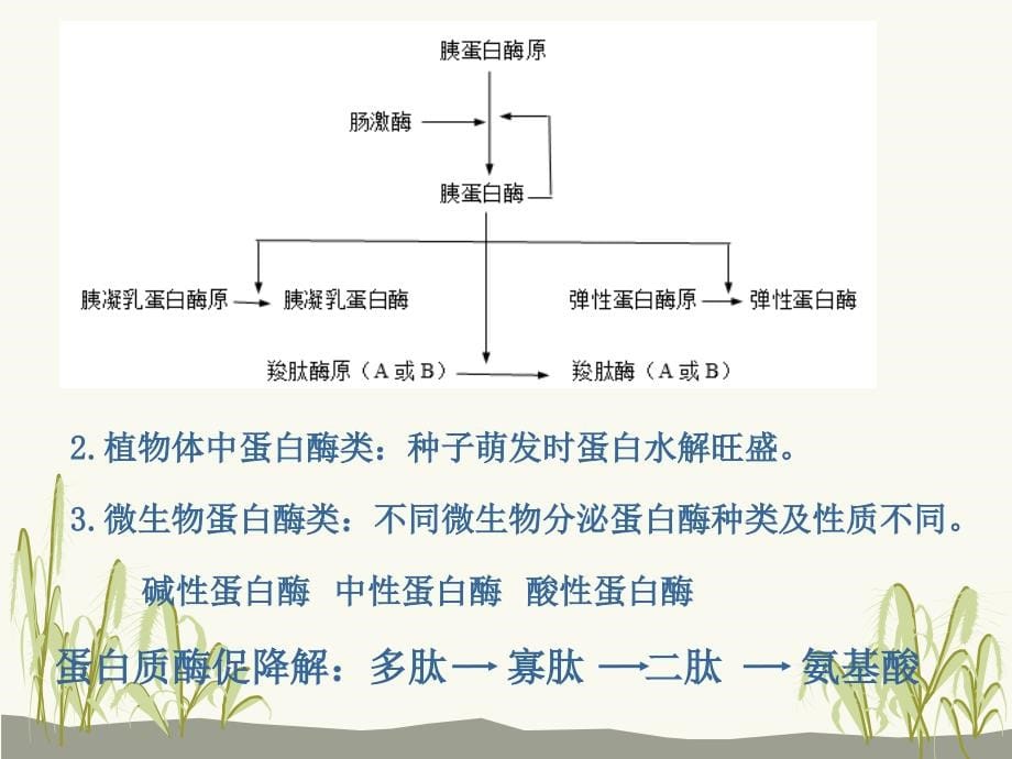 《生物化学(第2版)》教学课件11蛋白质的降解及氨基酸代谢_第5页