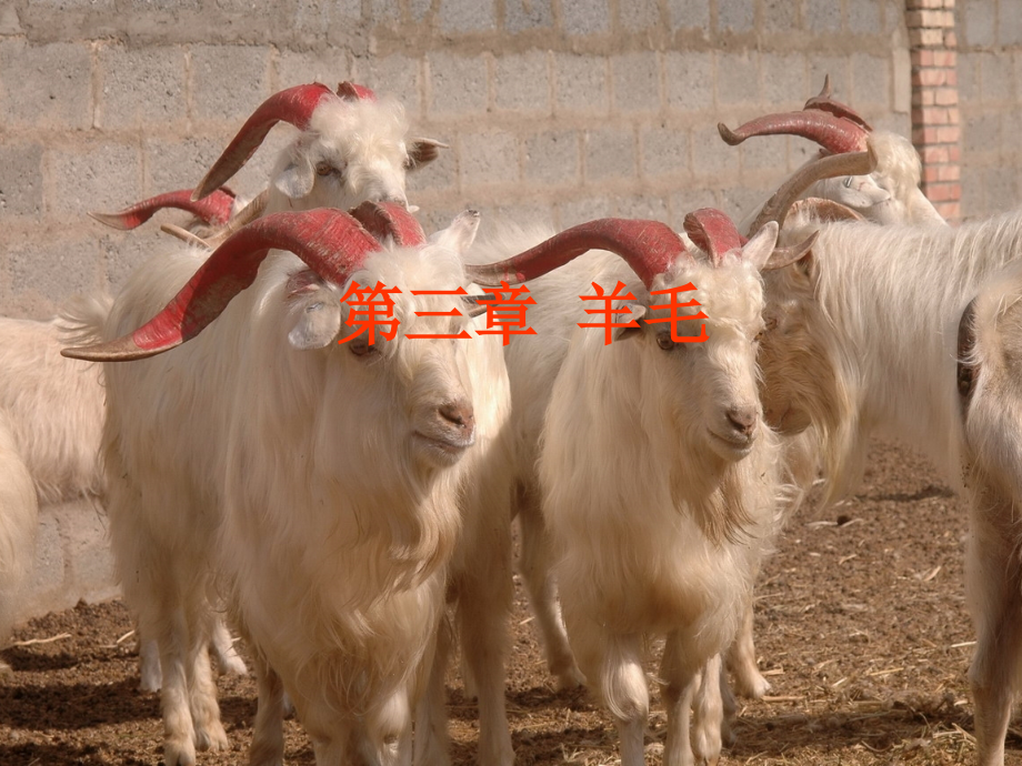 羊毛纤维的类型课件_第1页