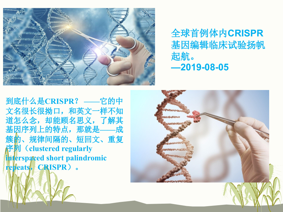 《生物化学(第2版)》教学课件04-核酸化学_第2页