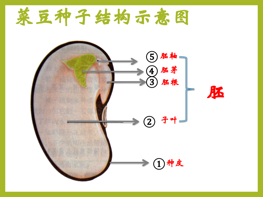 种子植物课件 人教版生物_第5页