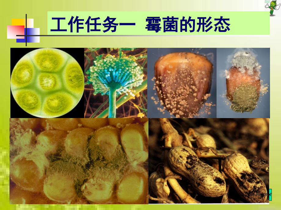 《食品微生物检验技术》教学课件—霉菌的形态_第1页