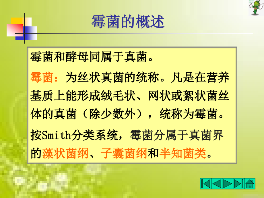 《食品微生物检验技术》教学课件—霉菌的形态_第2页