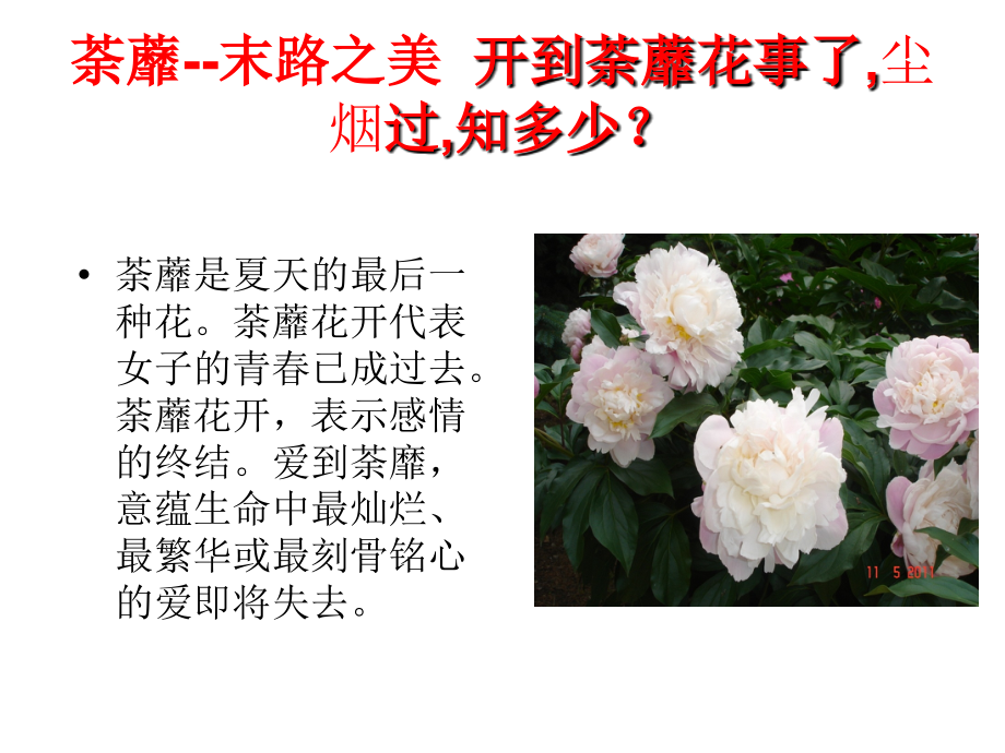 《花语大全》PPT课件_第3页