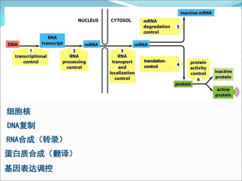 《细胞核整合》PPT课件_第5页