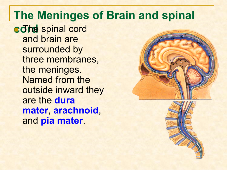 《脑的被膜和脑脊液》PPT课件_第2页