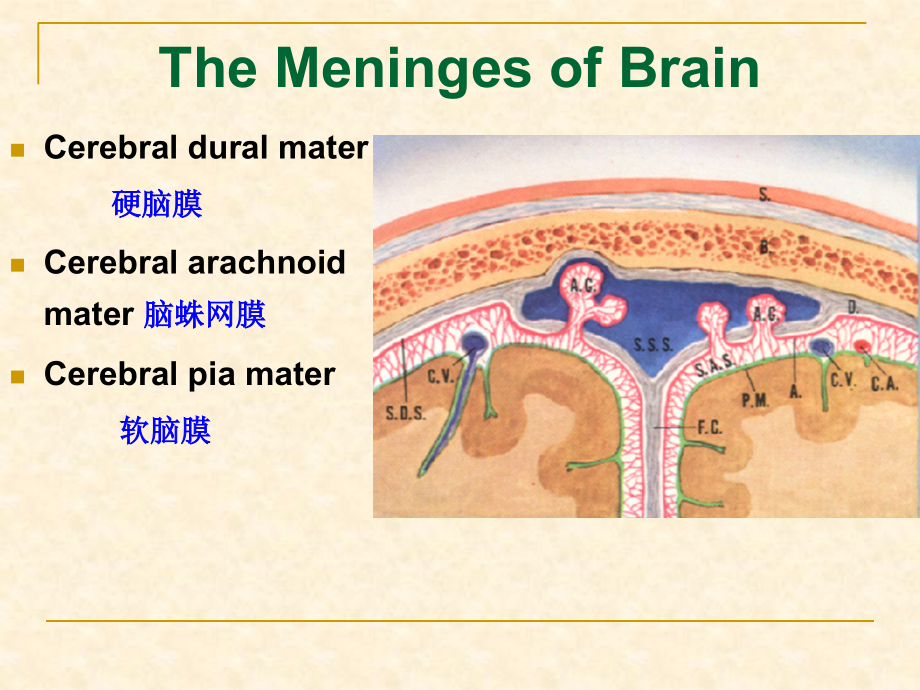 《脑的被膜和脑脊液》PPT课件_第3页