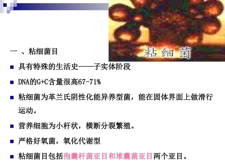 《细菌分类学2各论》PPT课件_第5页