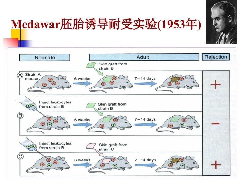 《疫耐受与免疫调节》PPT课件_第5页