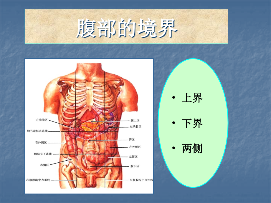 《腹部的局部解剖》ppt课件_第3页