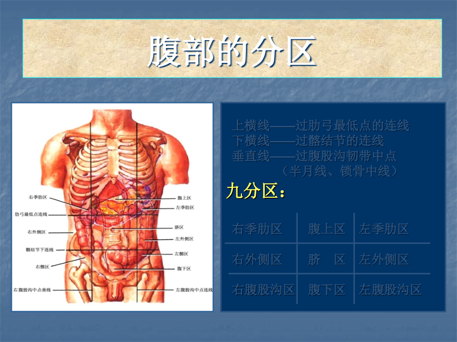 《腹部的局部解剖》ppt课件_第4页