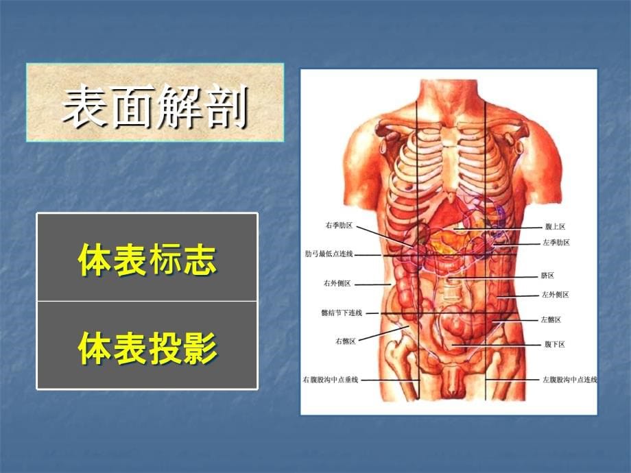 《腹部的局部解剖》ppt课件_第5页