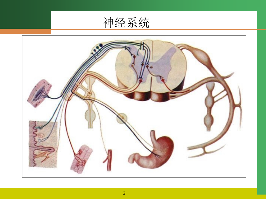 《神经和内分泌系统》PPT课件_第3页