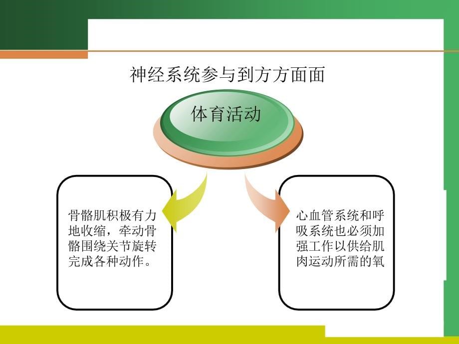 《神经和内分泌系统》PPT课件_第5页