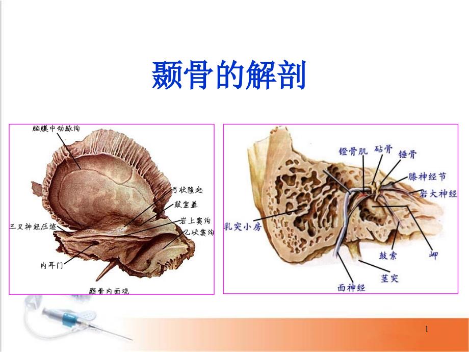 颞骨的解剖 课件_第1页