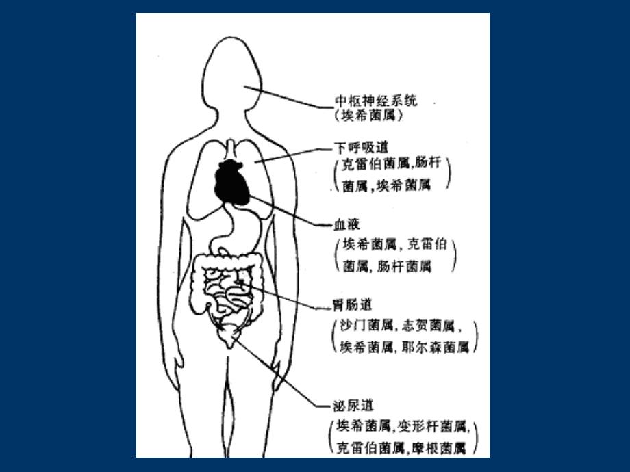 肠道杆菌PPT课件_第3页