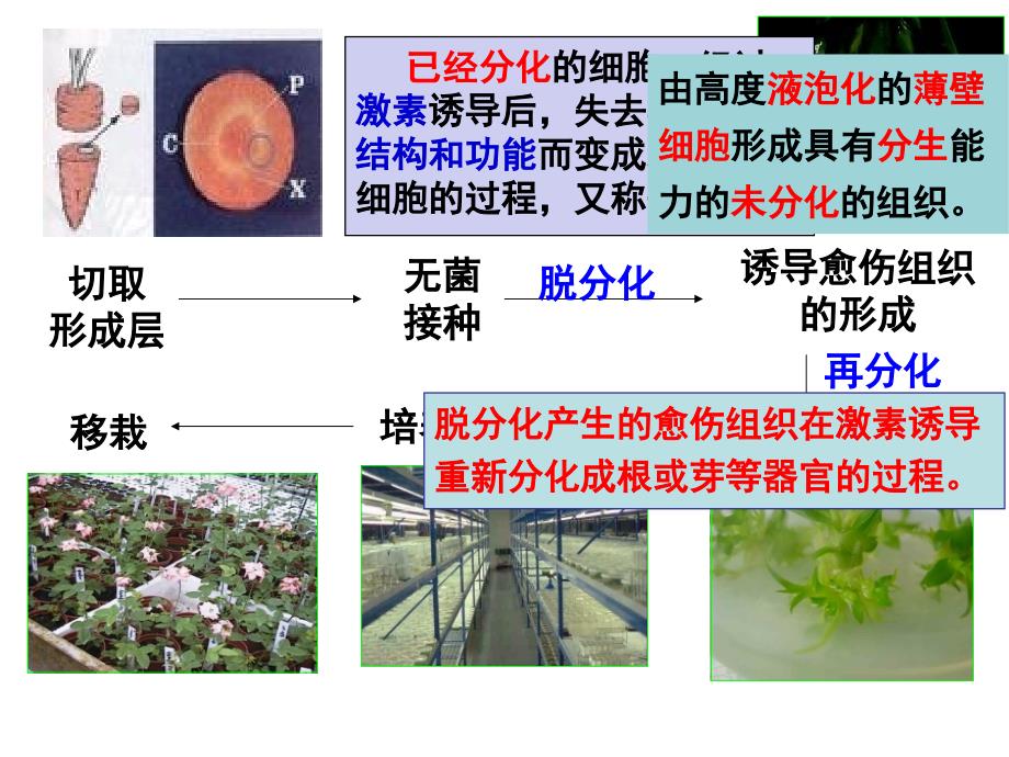 高中生物选修三 细胞工程_第4页