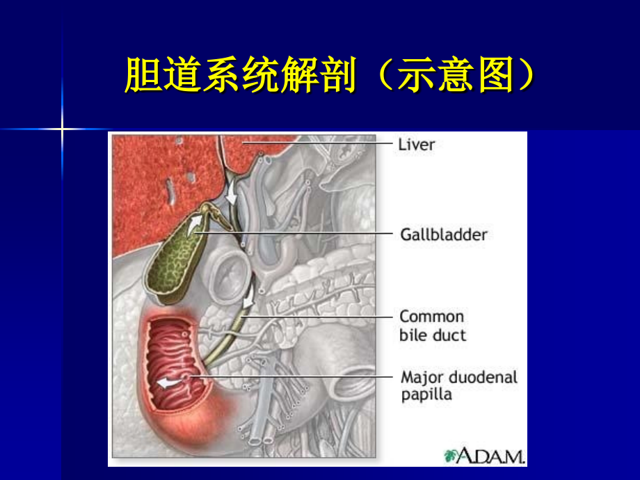 胆道系统疾病的影像学诊断课件_第4页