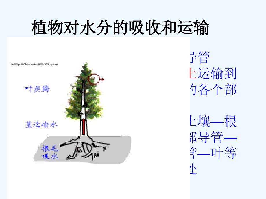 第三章-绿色植物参与生物圈的水循环ppt课件-新人教版_第2页