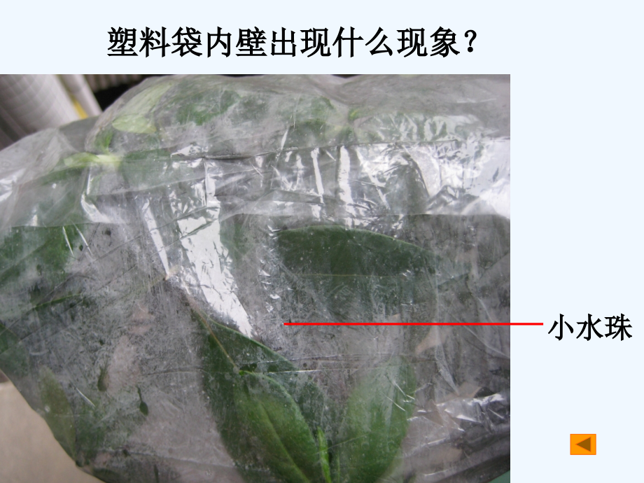 第三章-绿色植物参与生物圈的水循环ppt课件-新人教版_第4页